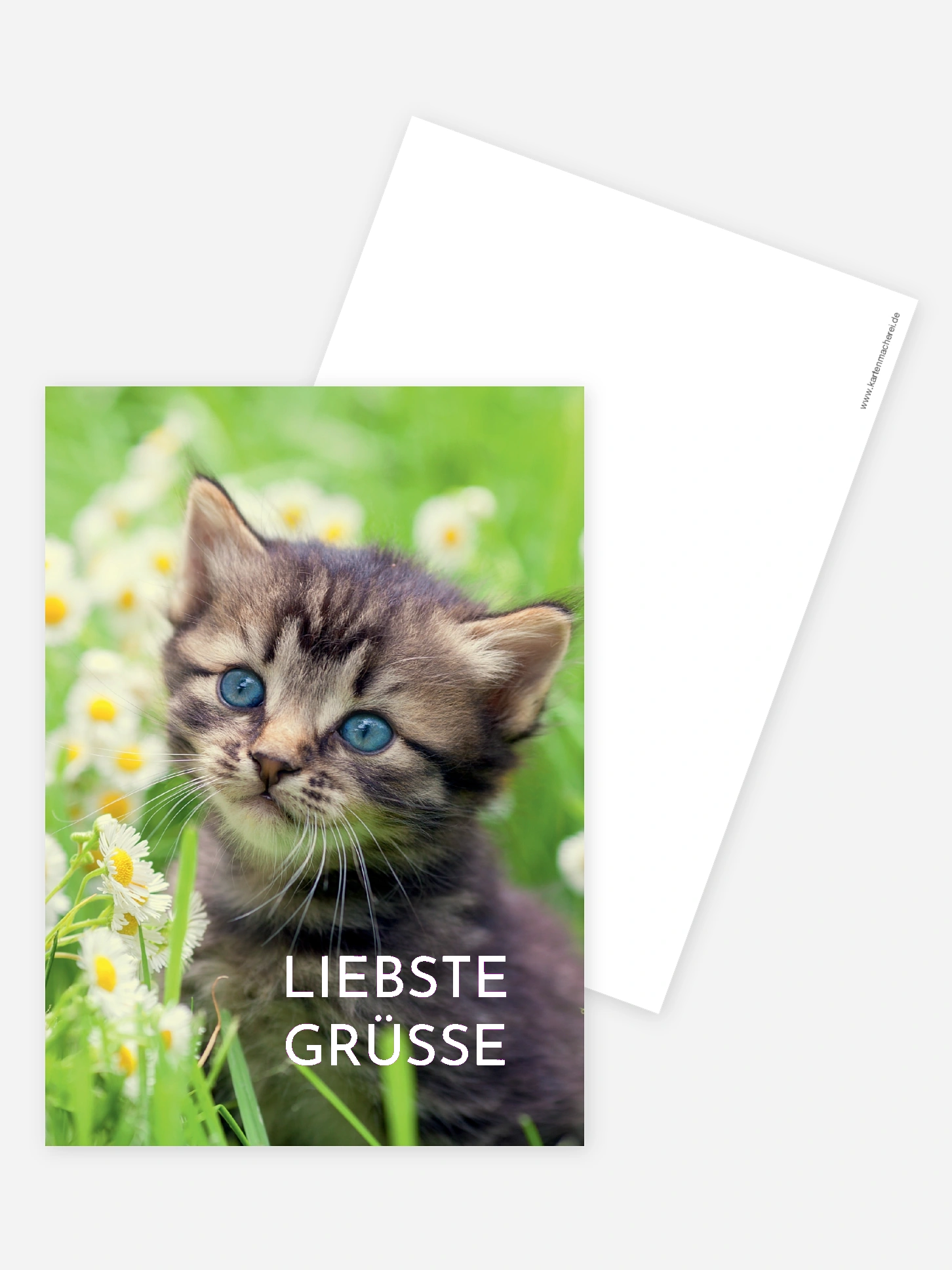 Grußkarte Katze
