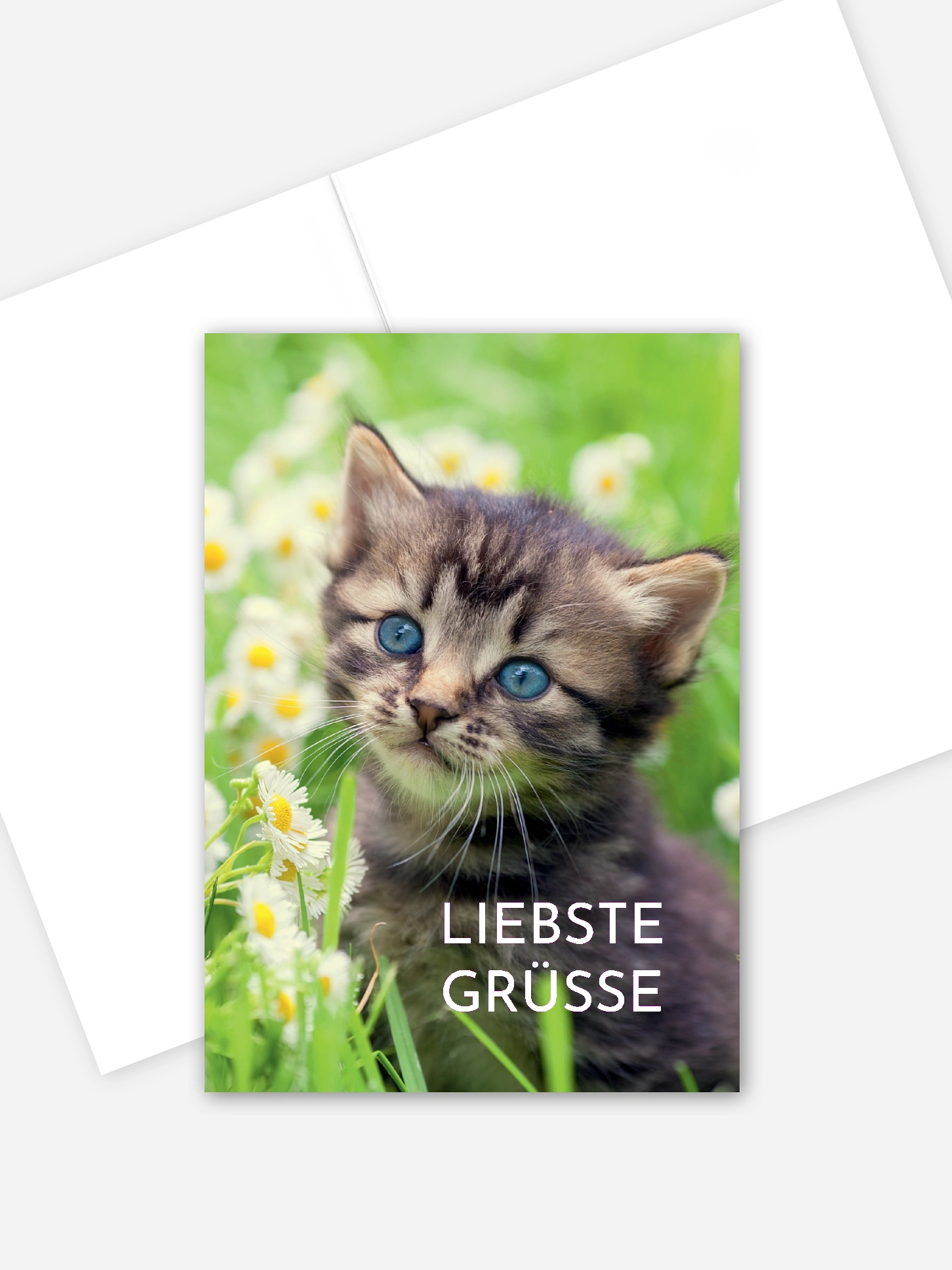 Grußkarte Katze