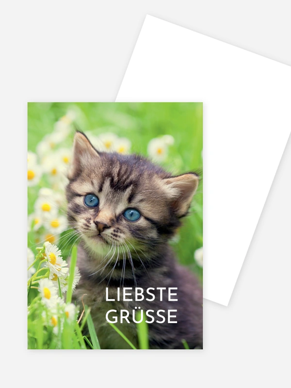 Katze