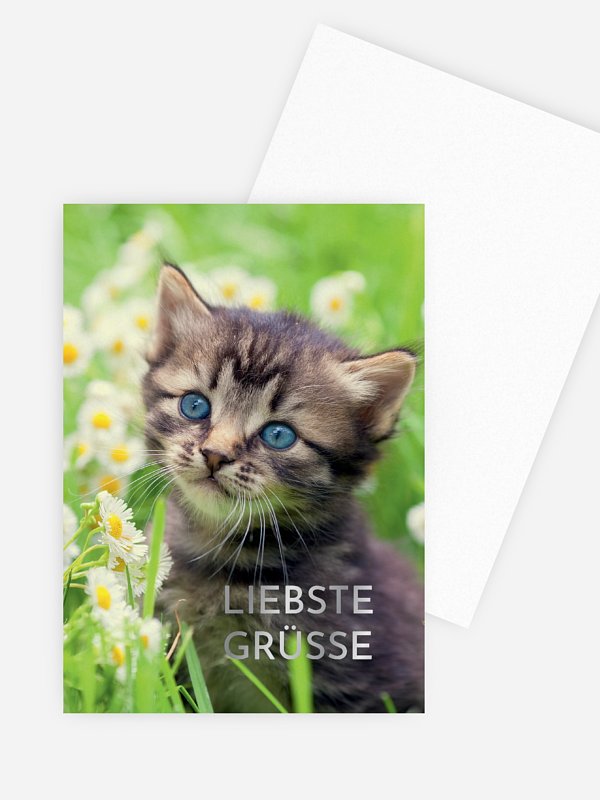 Katze