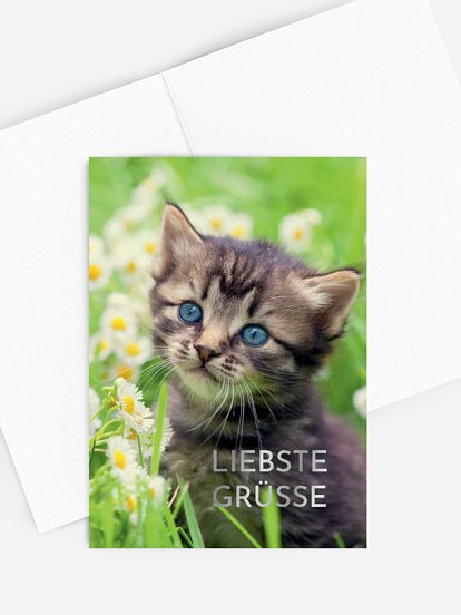 Grußkarte Katze