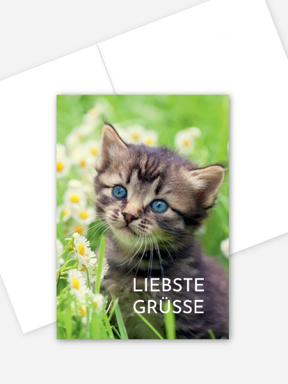 Grußkarte Katze