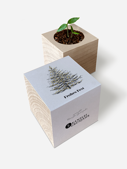 Chili-Pflanze im Holzwürfel Pinetree