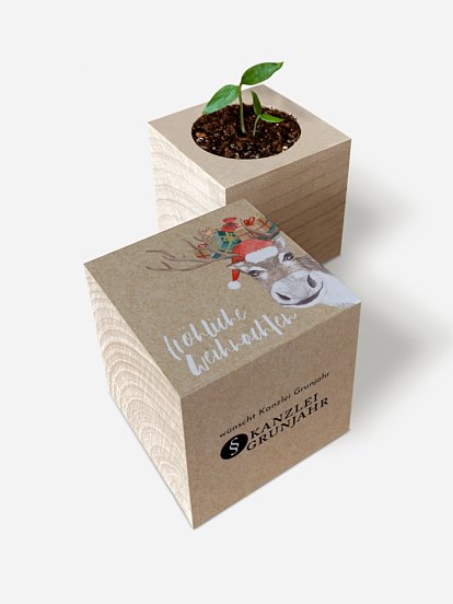 Chili-Pflanze im Holzwürfel Reindeer