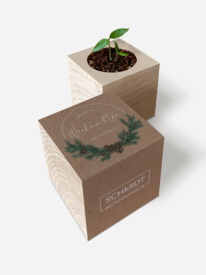 Chili-Pflanze im Holzwürfel Goldener Advent