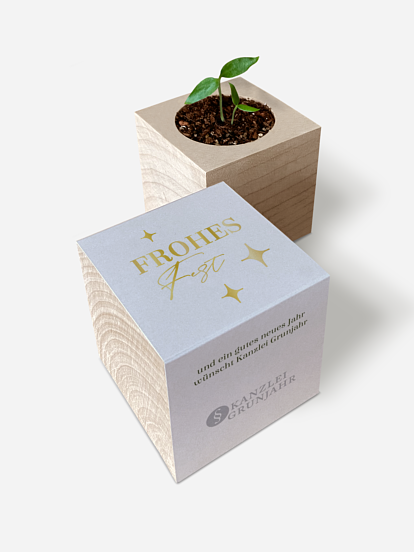 Chili-Pflanze im Holzwürfel Bold Letters