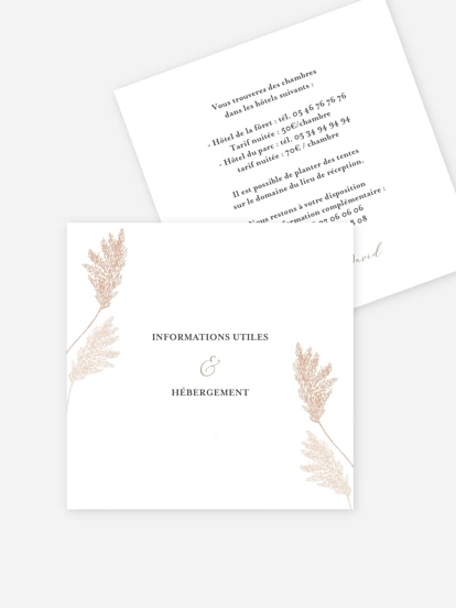 Blush Pampas Blush Pampas