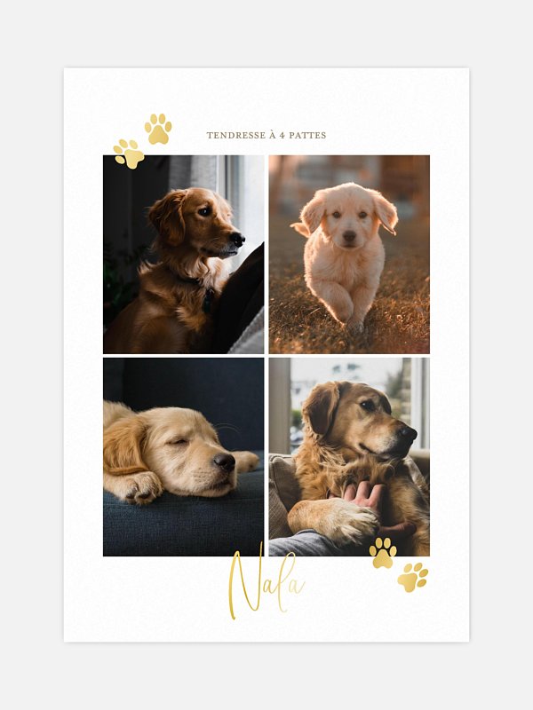Pawfect Harmony