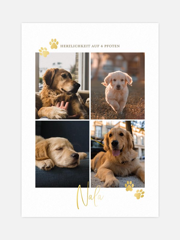 Pawfect Harmony