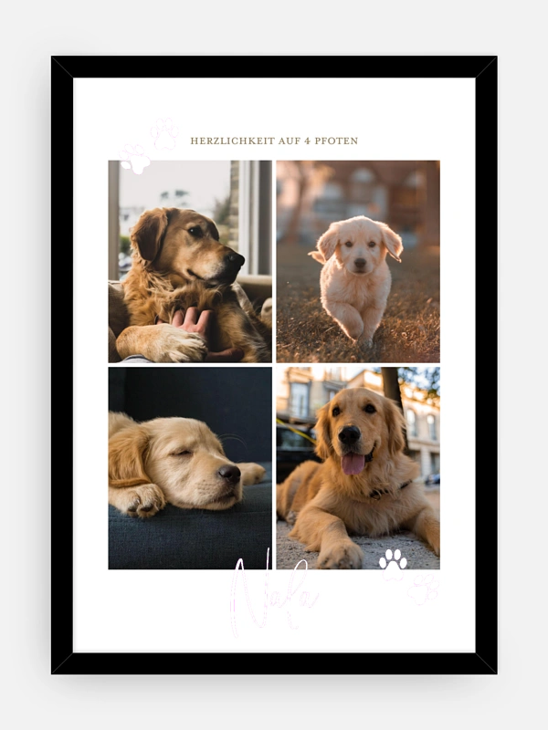Pawfect Harmony