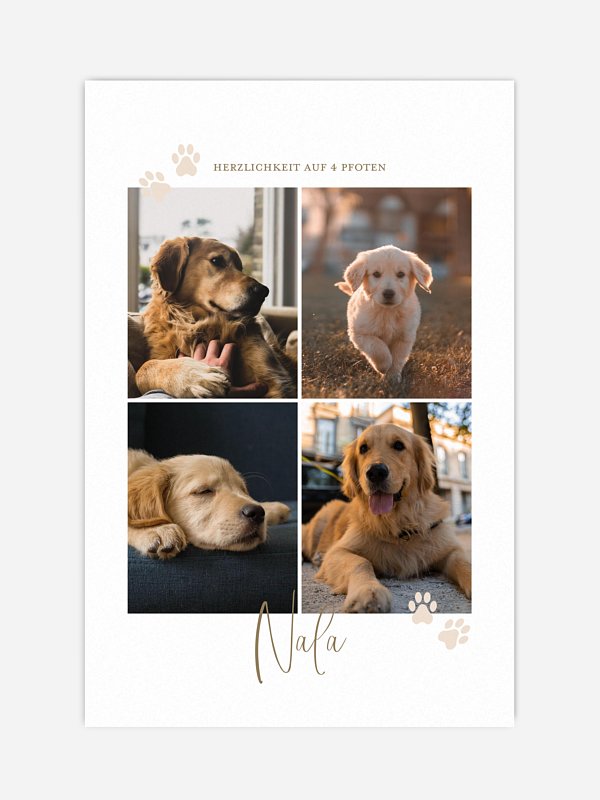 Pawfect Harmony