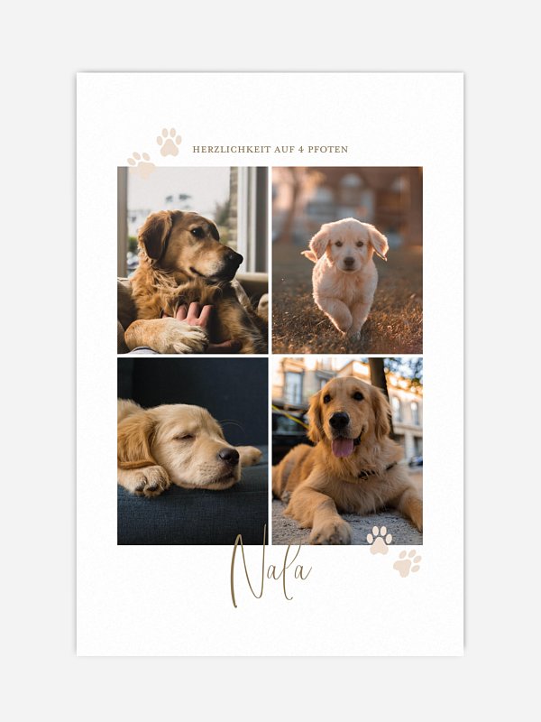 Pawfect Harmony