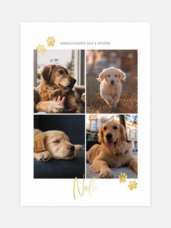Pawfect Harmony