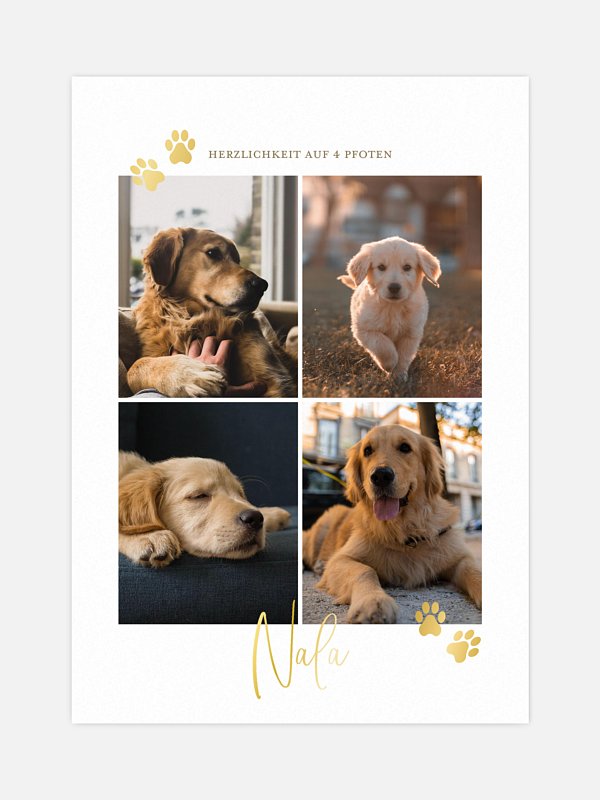 Pawfect Harmony
