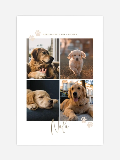 Poster Pawfect Harmony