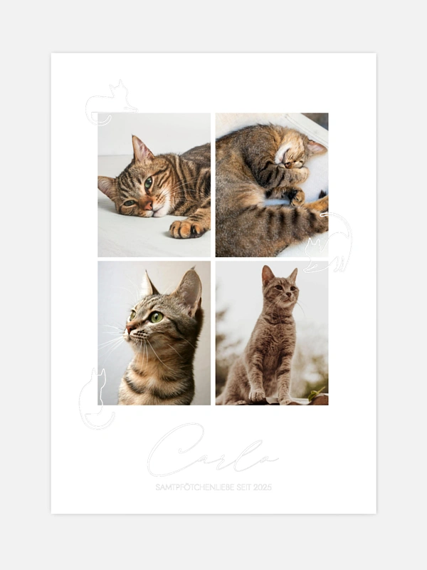 Katzenliebe