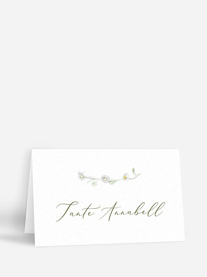 Gänseblümchen Gänseblümchen