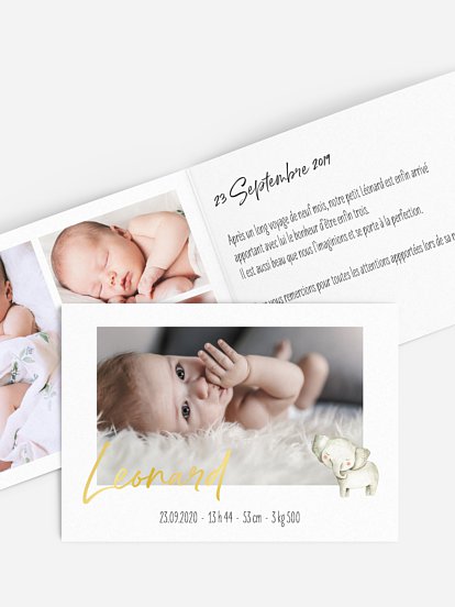 Bébés animaux Bébés animaux
