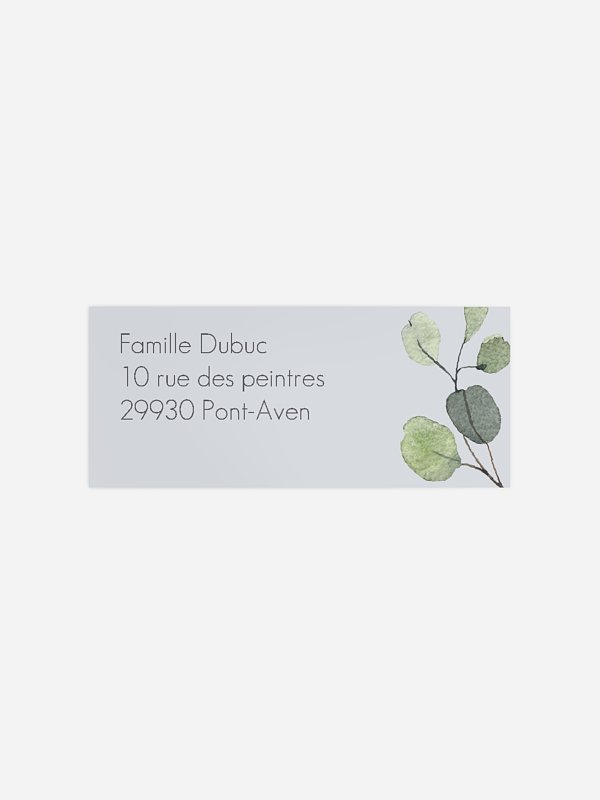 Feuilles d'eucalyptus