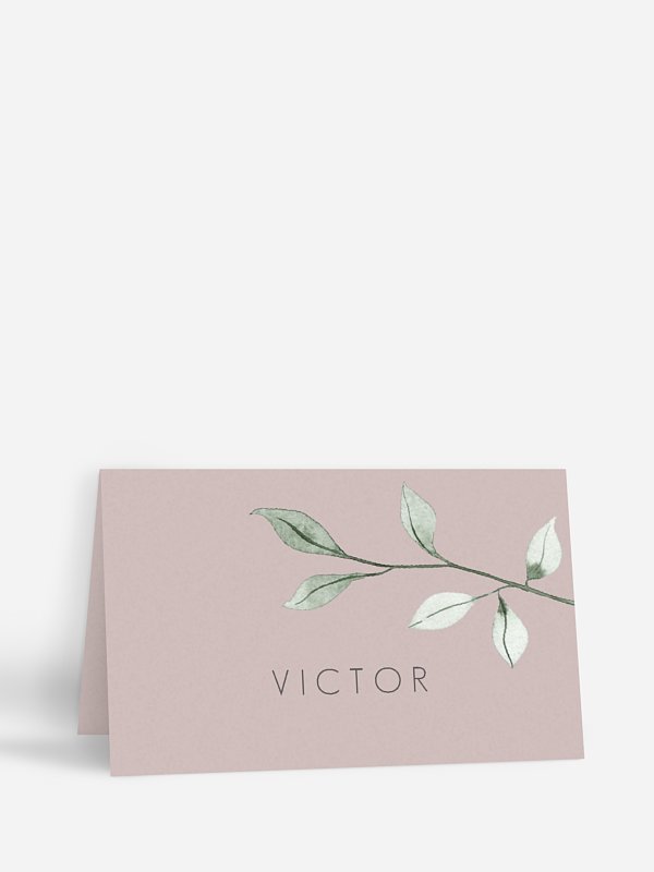Feuilles d'eucalyptus