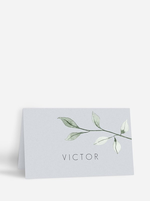 Feuilles d'eucalyptus