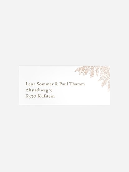 Blush Pampas Blush Pampas