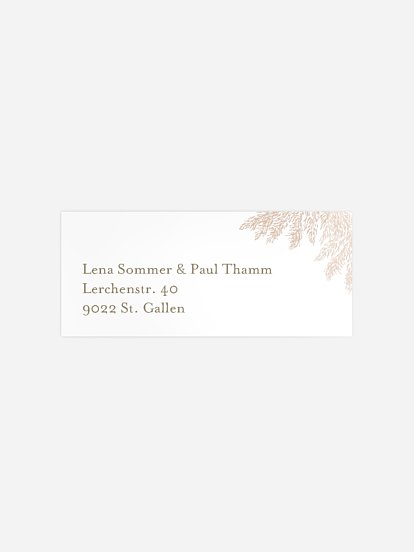 Blush Pampas Blush Pampas