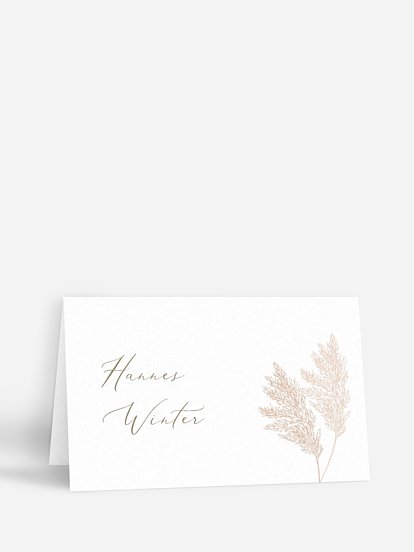 Blush Pampas Blush Pampas