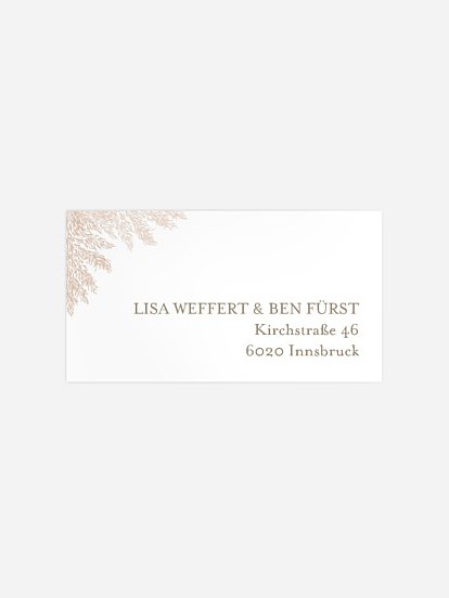 Blush Pampas Blush Pampas